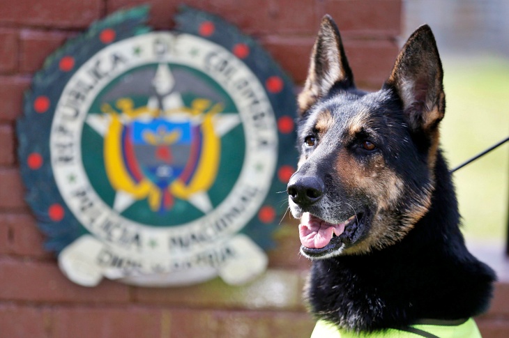 Entrenando con nuevas técnicas a los perros detectores de drogas