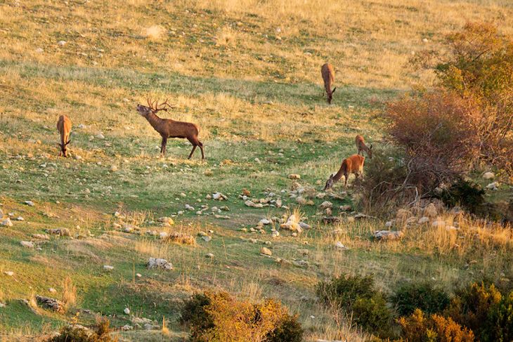 Acceso a la reserva de caza de Boumort (Lleida) en la berrea del ciervo