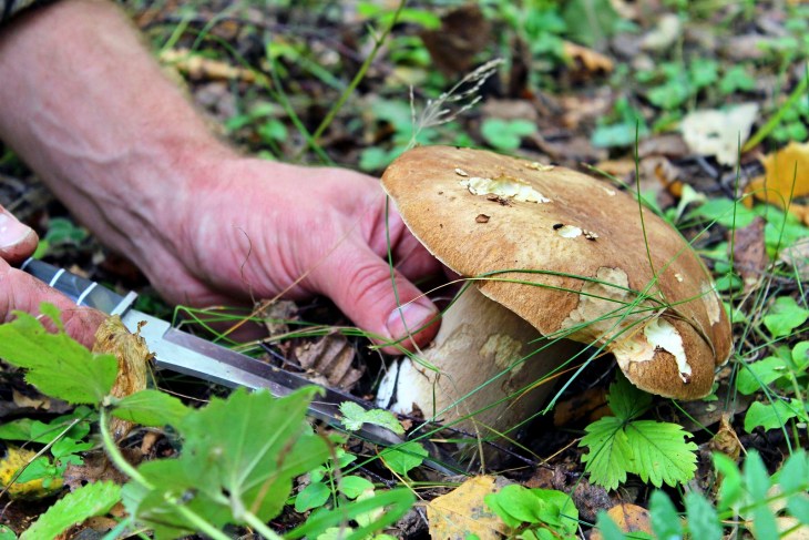 Los falsos ‘mitos’ para identificar las Setas Venenosas