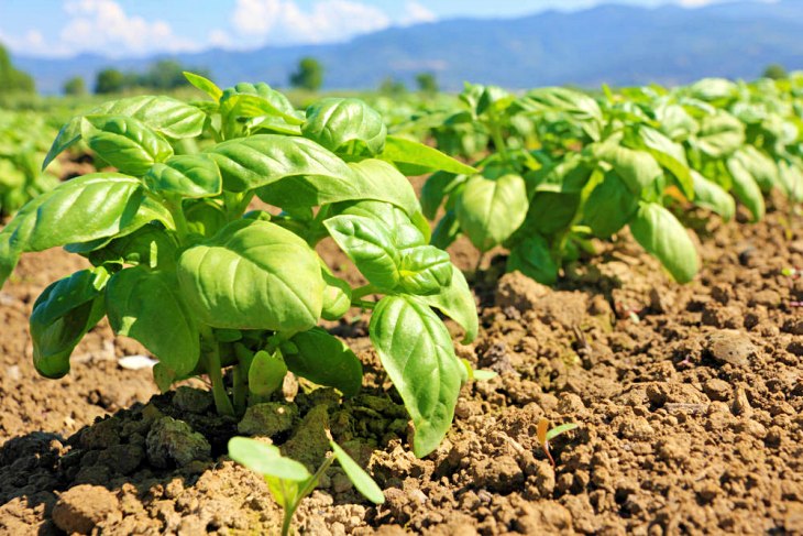 El Parlamento Europeo organiza en Granada un seminario para fomentar la producción y el consumo de productos ecológicos