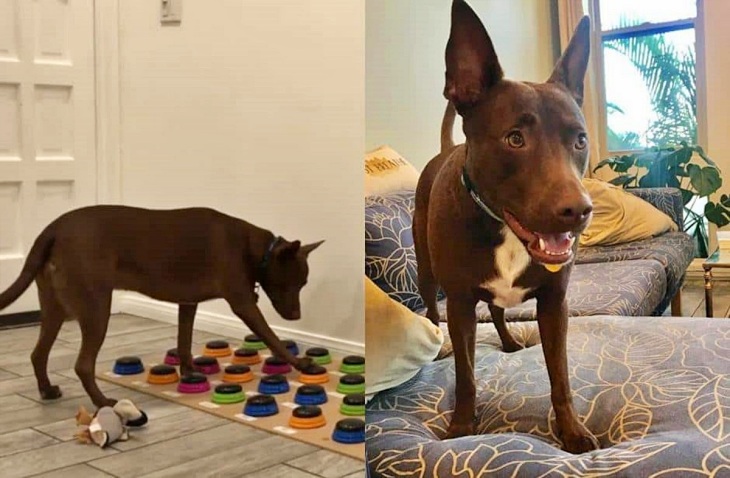 Una perra aprende a comunicarse con su dueña a través de un panel de lenguaje