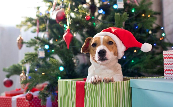 Animales de compañía en la ‘Carta a los Reyes Magos’