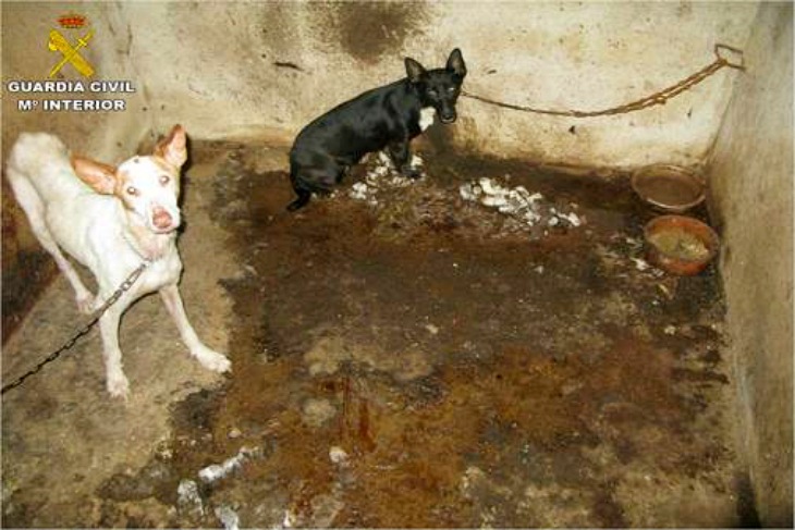 SEPRONA investiga al dueño de siete perros de caza ‘hacinados’ en Penàguila (Alicante)