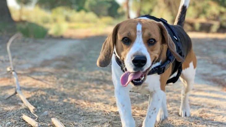 Logroño. La Asociación Protectora de Animales inicia una campaña para concienciar de la adopción en vez de la compra