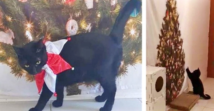 El ‘caso’ del gato y el árbol de Navidad