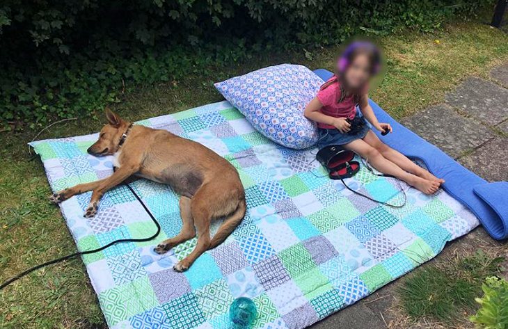 En Catalunya se dicta una sentencia pionera y que dará mucho que hablar en el caso de un perro maltratado