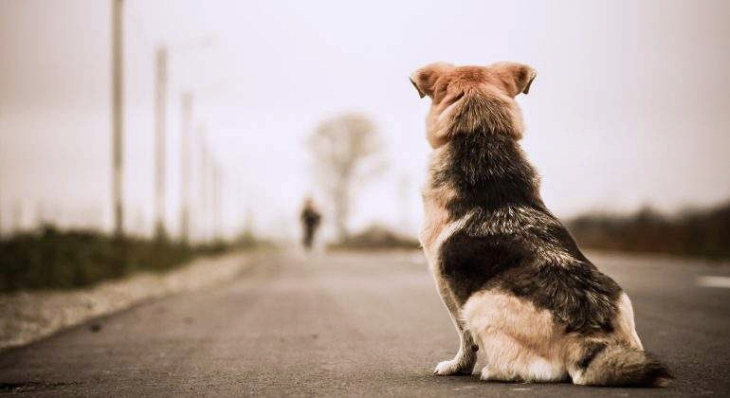 Qué clase de ‘sociedad’ tenemos que tolera el abandono de tres animales cada cinco minutos