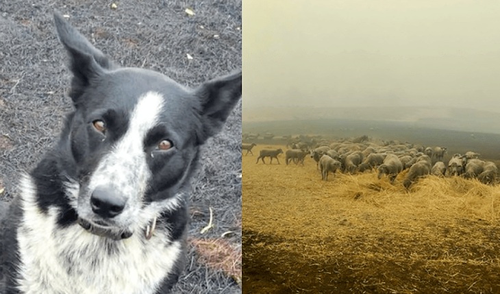 El perro australiano que salvó a un rebaño de ovejas del fuego
