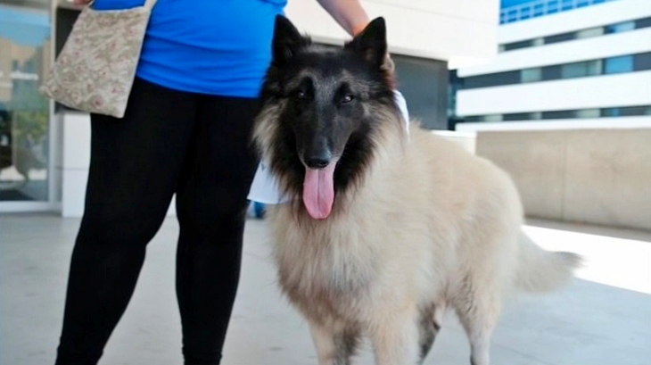 Baleares. Los pacientes de la UCI de Son Llàtzer ya pueden recibir las visitas de sus animales de compañía