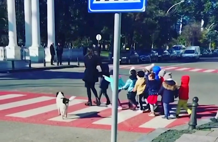 Un perro callejero ayuda a un grupo de niños a cruzar la calle