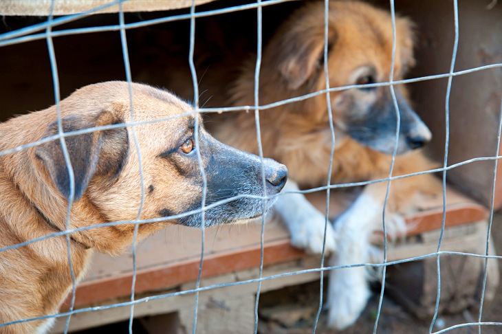 Europa combatirá la venta ilegal de mascotas