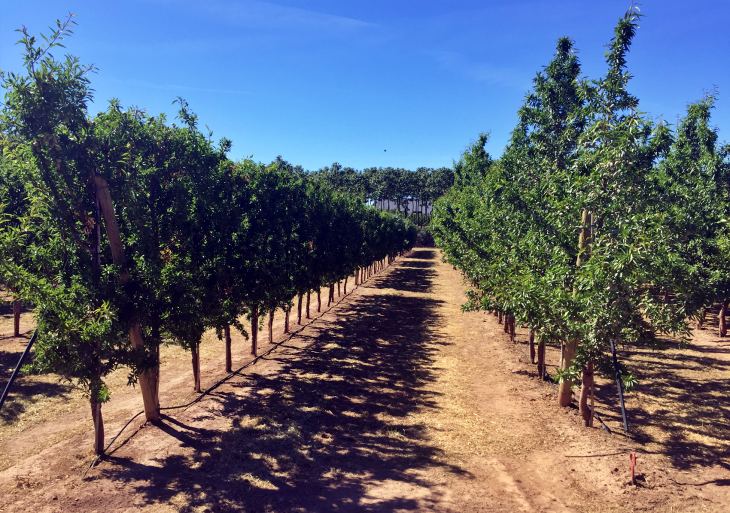 Tecnología verde con los ‘drones’ en la selección de variedades de almendro