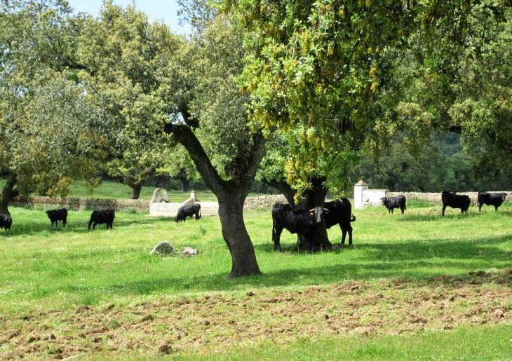 Tecnología verde predice la cantidad de pasto que crecerá en la dehesa