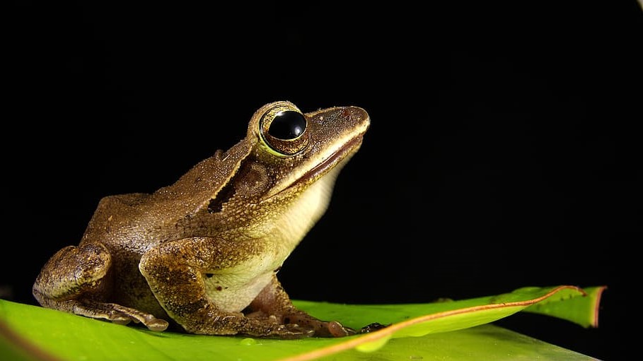 frog golden eyes close
