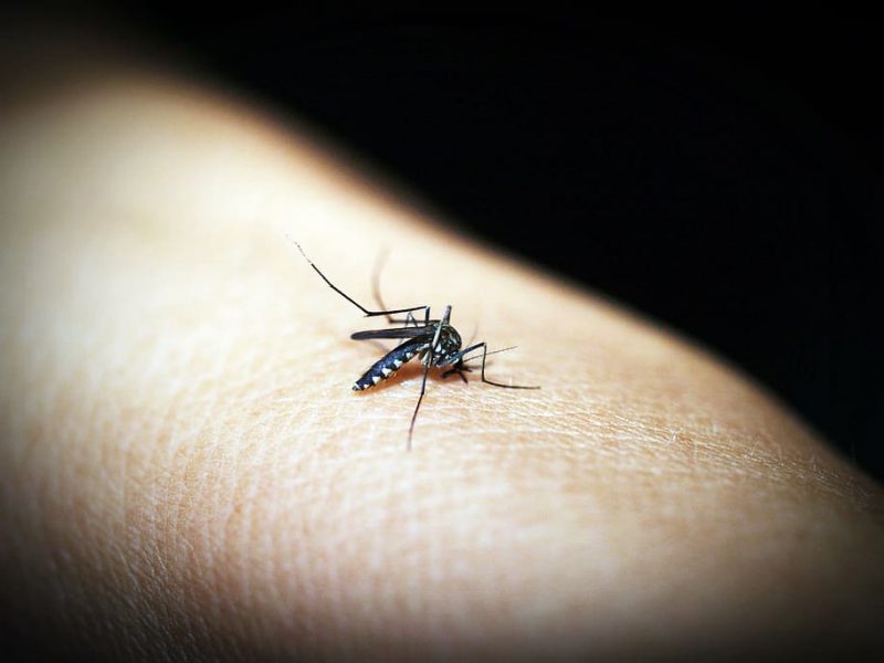 Perú: más malaria por calentamiento global y desfinanciación
