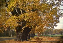 La neutralidad de carbono y los bosques
