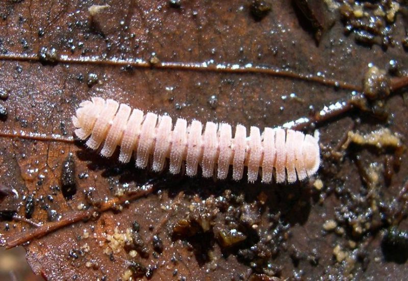 ¿Sabes cómo le crecen las patas a los Milpiés?