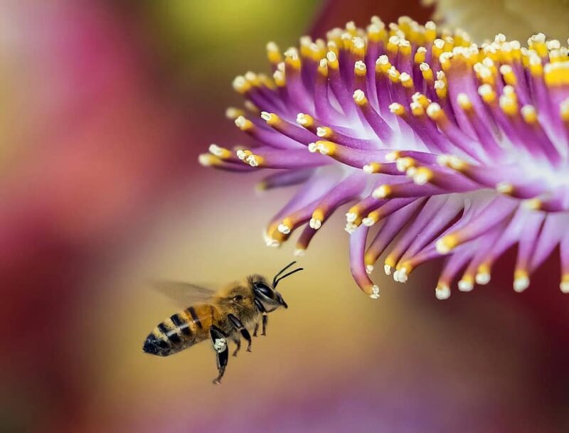 abejas