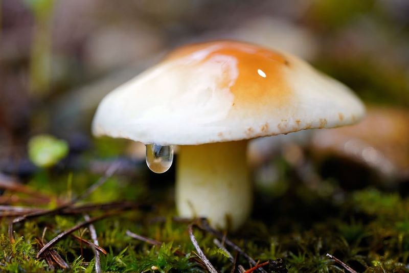 Las setas y sus ‘charlas’ eléctricas tras la lluvia