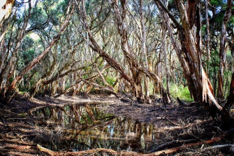Gestionar naturalmente los ríos los hace más resilientes