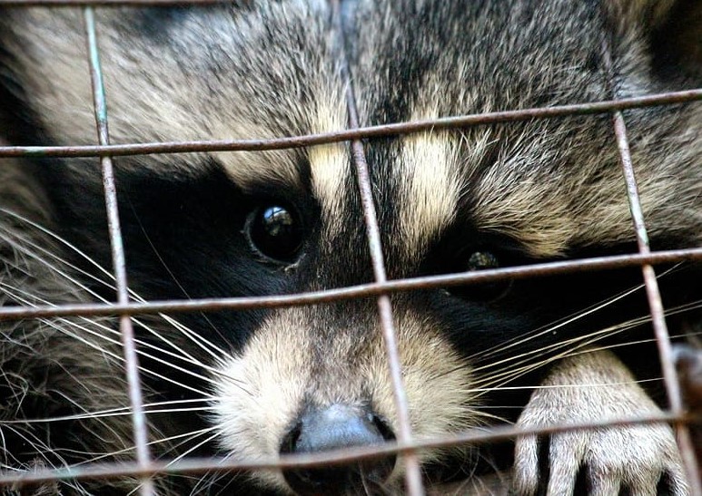 Espeluznantes datos de la caza furtiva