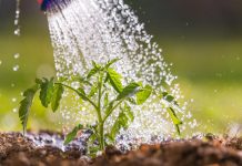 Fuera miedos, por un sistema alimentario sostenible