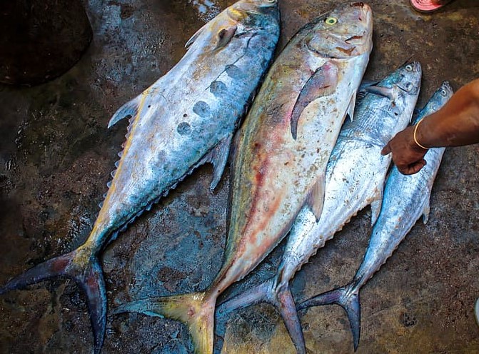 Día Mundial del Atún 2022
