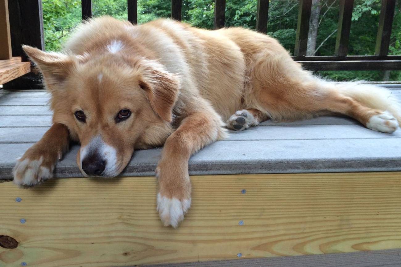 La raza no determina el comportamiento de los perros