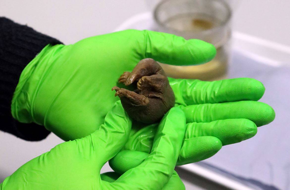 Los mamíferos ponían huevos