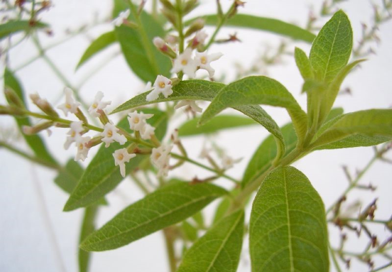 hierba luisa ecológica