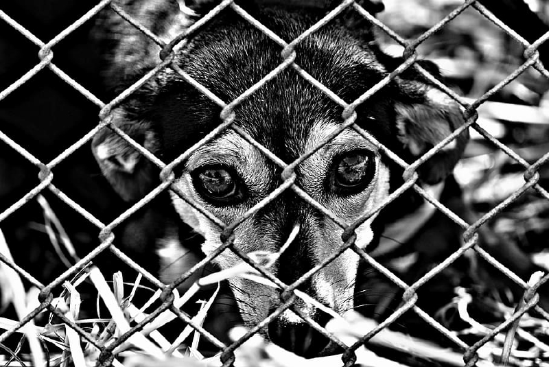 Día Mundial del Perro sin Raza 2022