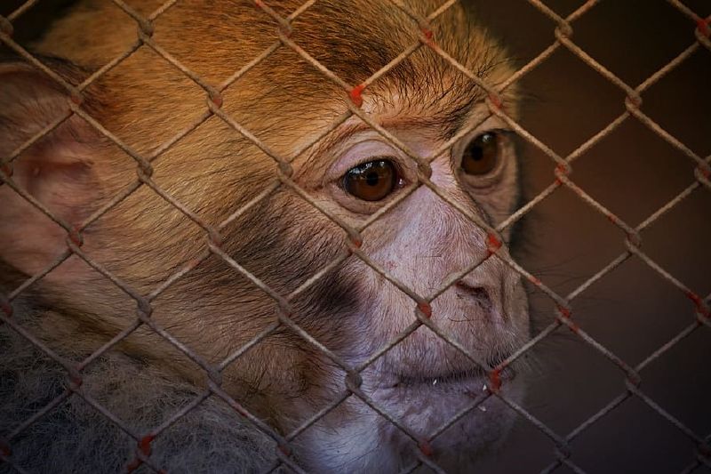 La caza furtiva existe en todas partes