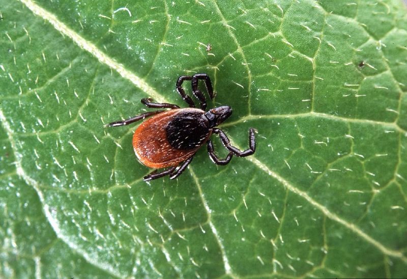 Las garrapatas no solo atacan a los animales, sino que también son una amenaza para la salud de los seres humanos. Para cuidarse y prevenir su picadura resulta imprescindible conocer sus hábitos, lugares de proliferación y peligrosidad.