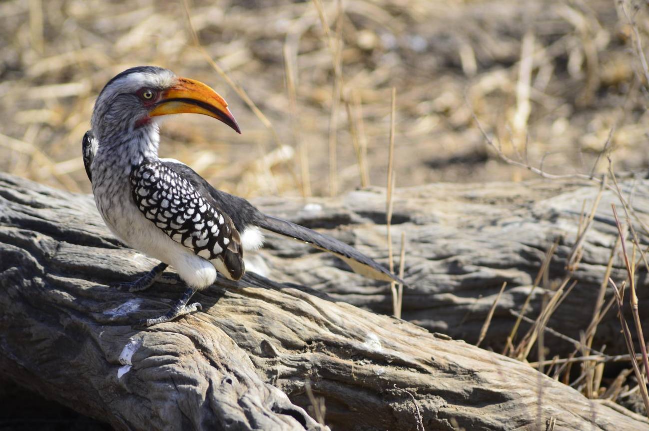Zazu ante su extinción en Sudafrica por la crisis climática