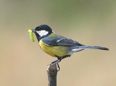 Carbonero común y el cambio climático