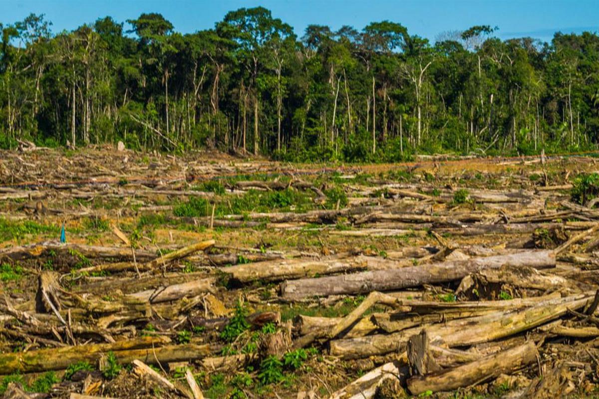 España contra la deforestación importada