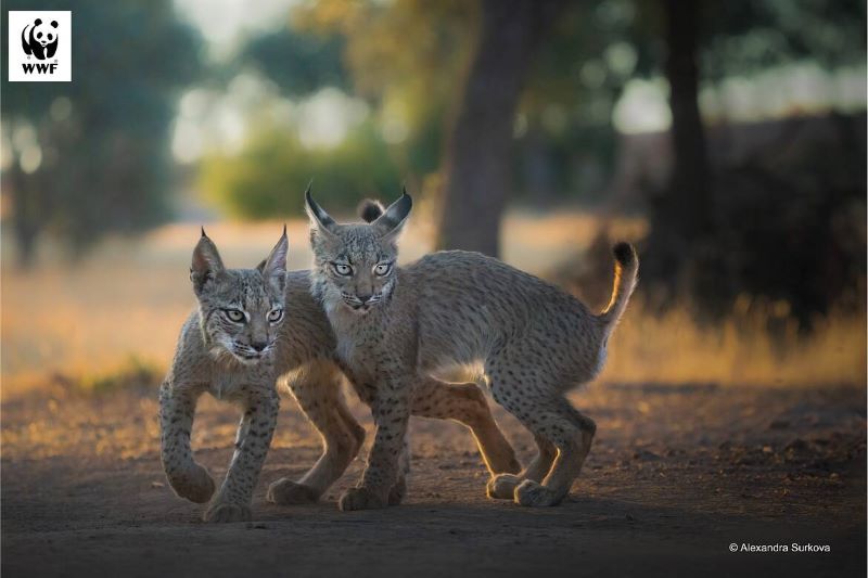El lince podría salvarse de la extinción