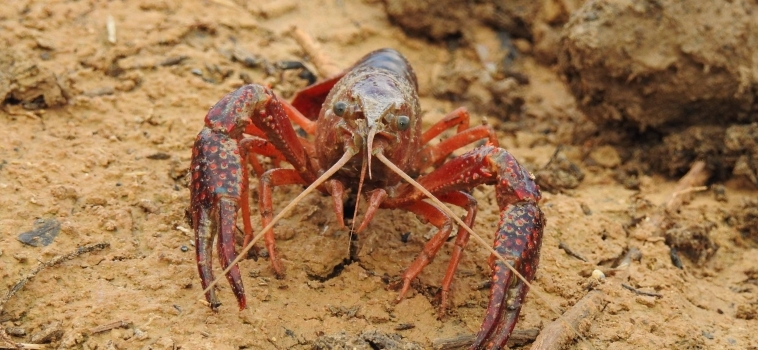 2ª Semana sobre Especies Invasoras entre el 21 y el 29 de mayo