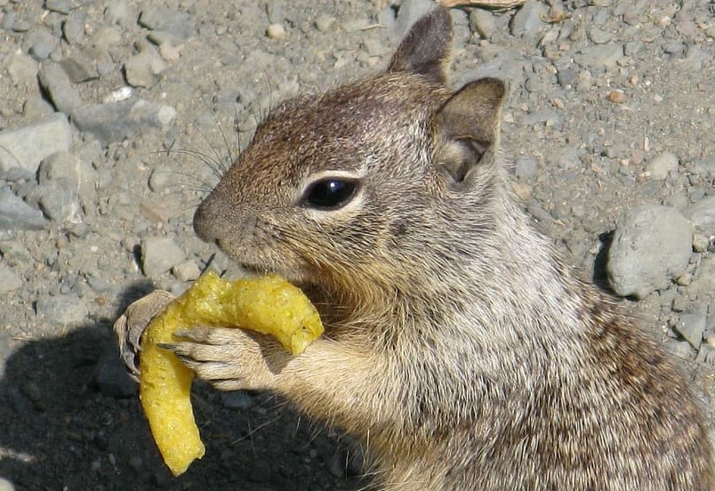 Efectos en la salud de los alimentos industrializados