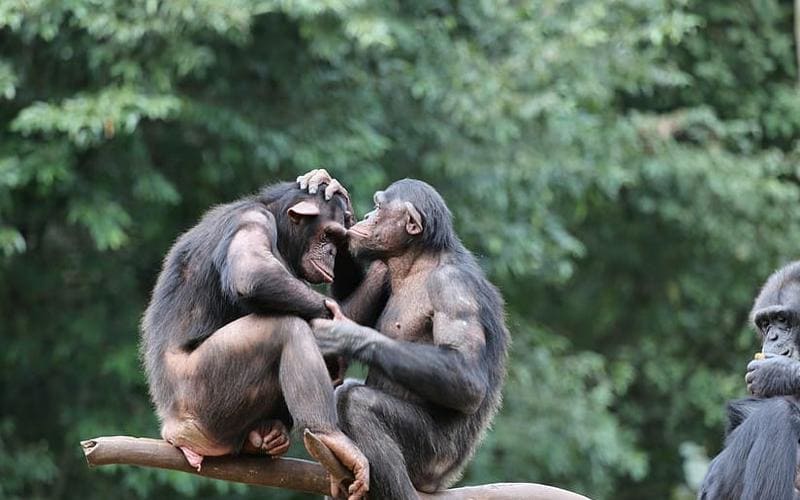 ¿Conversaremos con los chimpancés?