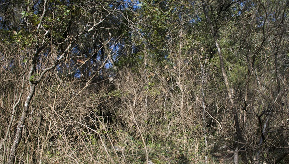 Campaña de seguimiento ciudadano de la oruga del boj 2022