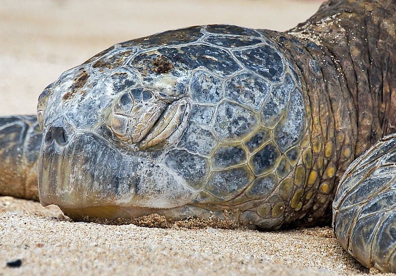 Día mundial de las tortugas 2022