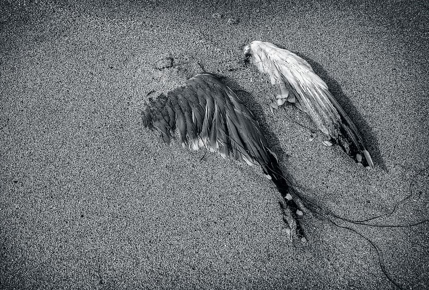 El cambio climático amenaza a más aves