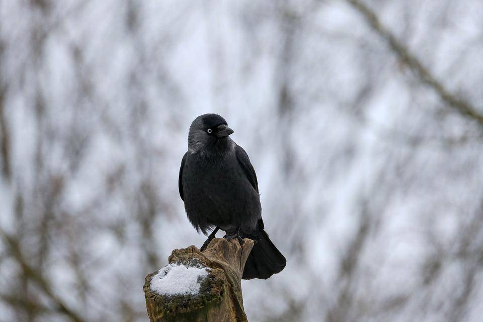 Cosas que no sabias de las grajillas