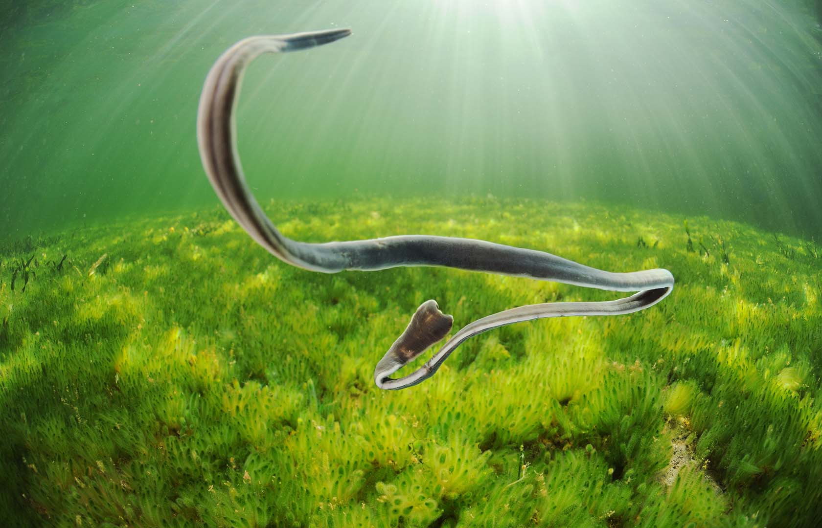 los gusanos cinta producen venenos muy específicos