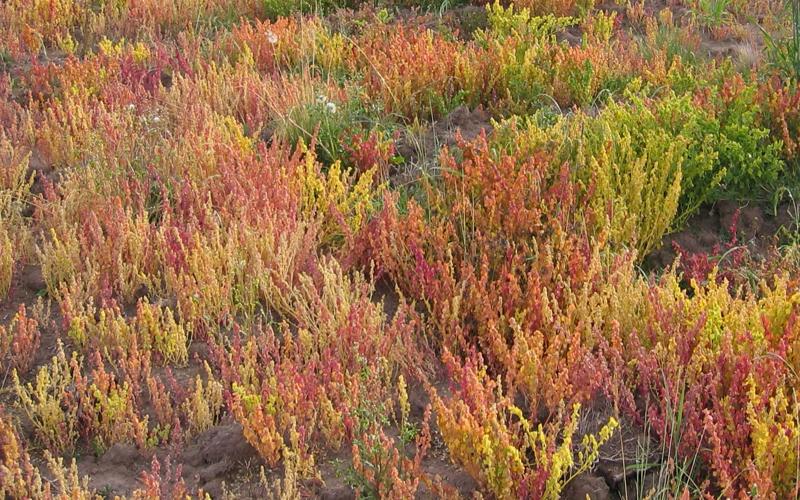 cañihua o kañiwa quinua baby