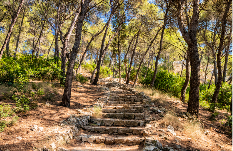 La singularidad del bosque mediterráneo viaja a Europa