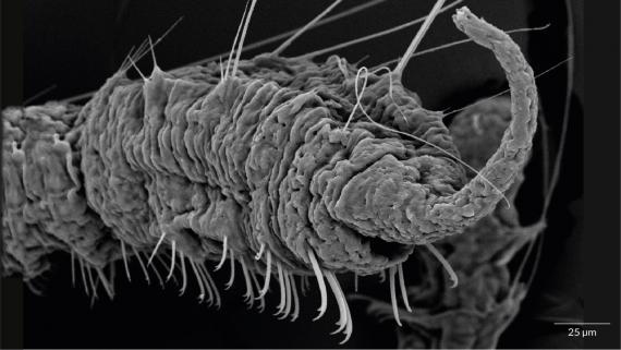 Reproducción asexual.