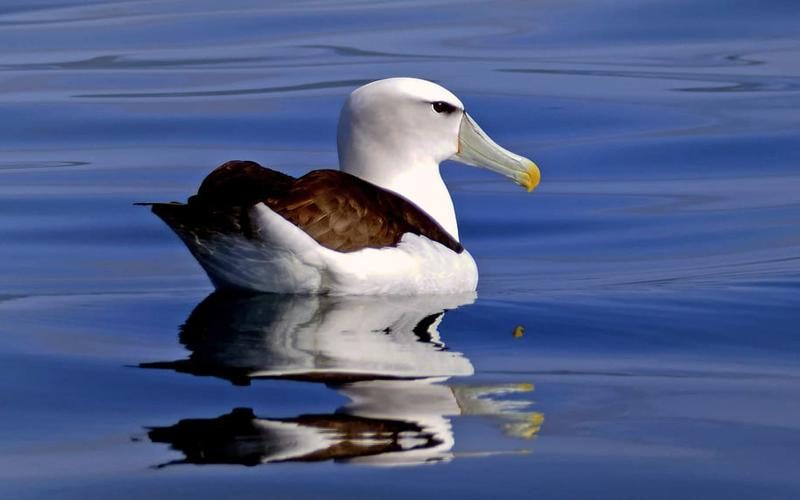 Día Mundial del Albatros 2022