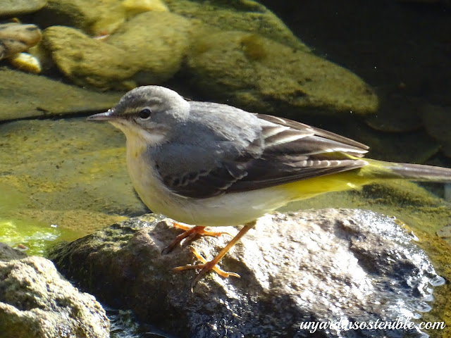 aves y calor